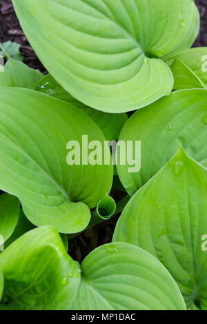 Hosta Plant in Spring Stock Photo