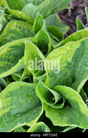 Hosta Plant in Spring Stock Photo