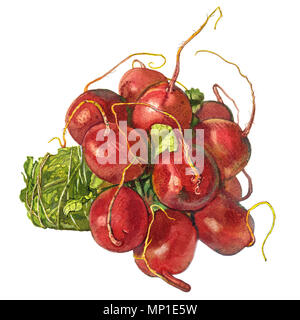 Radish isolated on a white background. Detailed hand drawn watercolor illustration. Fresh vegetables, farm food, organic, vegetarian, botanical art. Stock Photo