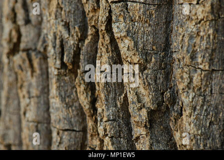 Brown tileable texture of the old tree Stock Photo