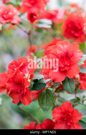 Bright, red azaleas flowers among the green leaves. A chic blooming camellia bush in the spring garden. Stock Photo