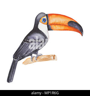 Cute tropical tucan sitting on the  branch  . Hand panted watercolor illustration on white background Stock Photo