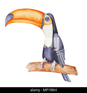 Cute tropical tucan sitting on the  branch  . Hand panted watercolor illustration isolated on white. Stock Photo