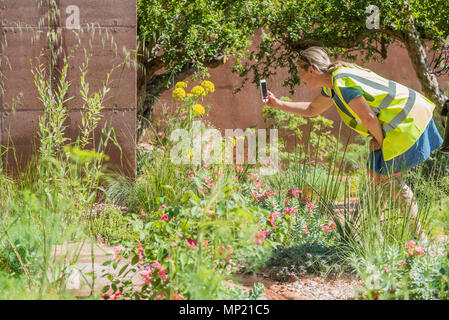 London, UK. 20th May 2018. Final inspections of The M&G Garden, Sponsor: M&G Investments, Designer: Sarah Price and Contractor: Crocus - The RHS Chelsea Flower Show at the Royal Hospital, Chelsea. Credit: Guy Bell/Alamy Live News Stock Photo