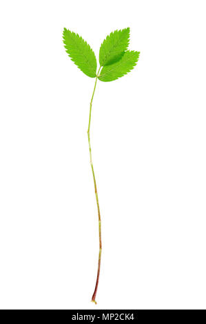 Rowan (Sorbus aucuparia) leaf isolated on white background. Stock Photo