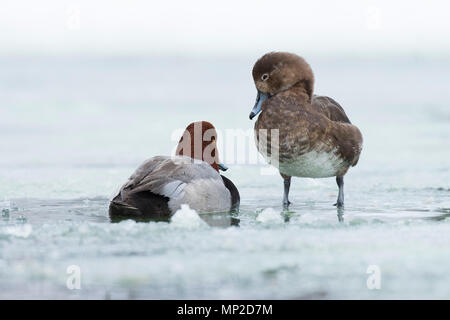 A pair of Redhead Ducks on the ice in the spring Stock Photo