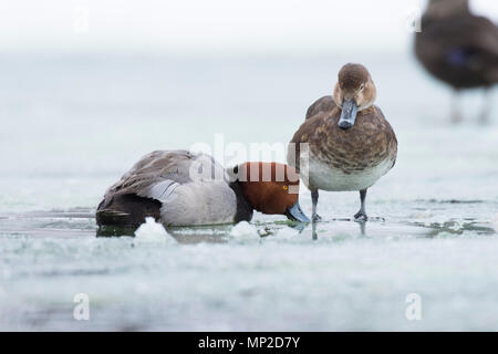 A pair of Redhead Ducks on the ice in the spring Stock Photo