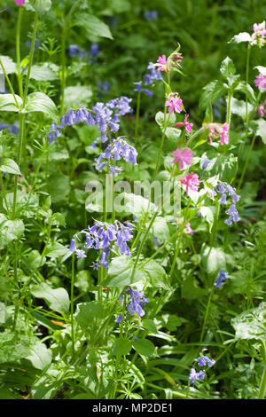 Bluebells, Hyacinthoides non-scripta and Red Campion, Silene dioica, growing together in woodland in the spring Stock Photo