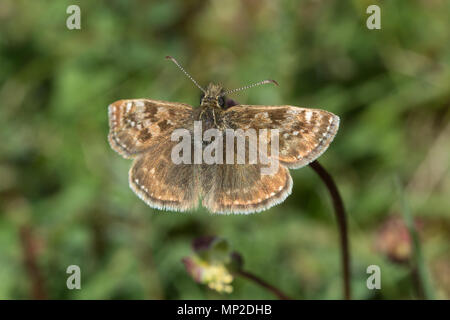 Dingy skipper butterfly (Erynnis tages) perched on salad burnet wildflower Stock Photo