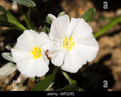 White flowers of the silvery leaved shrub, Convolvulus cneorum Stock Photo