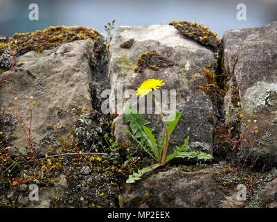 single yellow flower rising from a Dandelion plant (Taraxacum officinale) growing on a stone wall in Cumbria, England, UK Stock Photo
