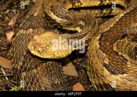 Close up of a timber rattlesnake's head - Crotalus horridus Stock Photo