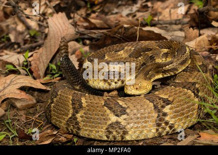 Coiled timber rattlesnake ready to strike - Crotalus horridus Stock Photo