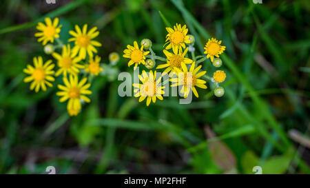 A crop of yellow dandelion wildflowers seen in bloom along a country lane during Spring in the Midwest. Stock Photo
