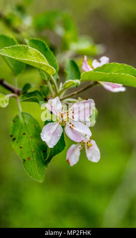 White flowers dangle from a tree branch during a spring afternoon in the upper Midwest. Stock Photo