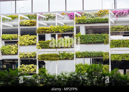 Vertical landscaping gardening on a multi-storey carpark block. purpose to beautify and reduce heat temperature, Changi Airport. Singapore Stock Photo