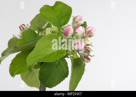Flower opening series of images of an apple from pink bud to king flower among a rosette of green leaves in spring Stock Photo