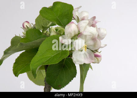 Flower opening series of images of an apple from pink bud to king flower among a rosette of green leaves in spring Stock Photo