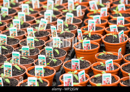 Tomato plant Solanum lycopersicum seedlings in small pots. Stock Photo