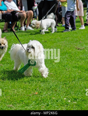 Small white dog with first prize ribbon walks on grass at Dog Show in Canons Park, Edgware, North London at annual Family Fun Day. Copy space. Stock Photo