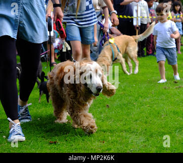 Brown Cocker Spaniel  dog with white face being shown at dog show in Canons Park, Edgware, North London, during annual Family Fun Day. Stock Photo