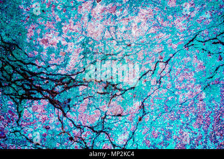 Grungy converted with colors concrete frozen pavement texture background with roots of plants. Stock Photo