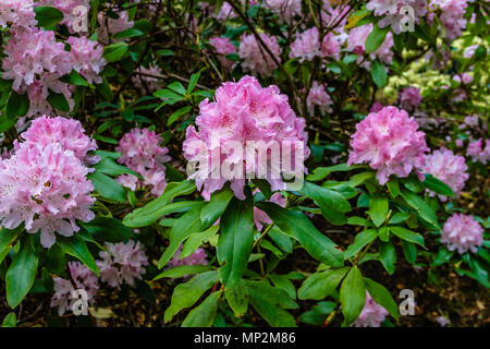 Pink rhododendron flowers, Rothbury, Northumberland, UK. May 2018. Stock Photo