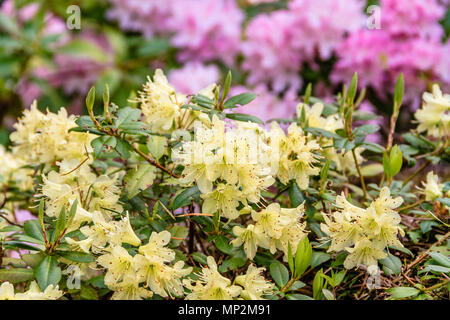 Delicate yellow rhododendron flowers in a spring garden in Rothbury, Northumberland, UK. May 2018. Stock Photo