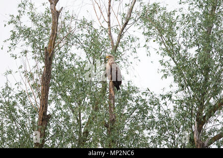 White-tailed Eagle (Haliaeetus albicilla) Stock Photo