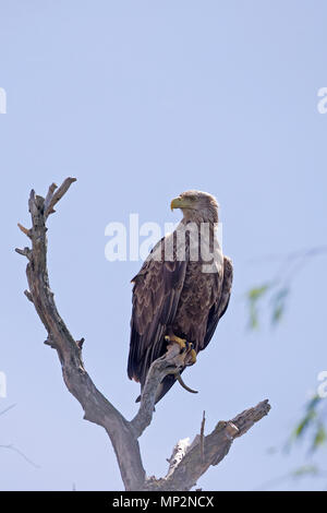 White-tailed Eagle (Haliaeetus albicilla) Stock Photo