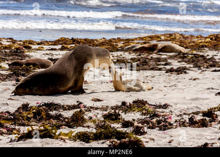 Australian sea lions, mother and baby (Neophoca cinerea) on Kangaroo Island coastline, South Australia , Seal bay Stock Photo