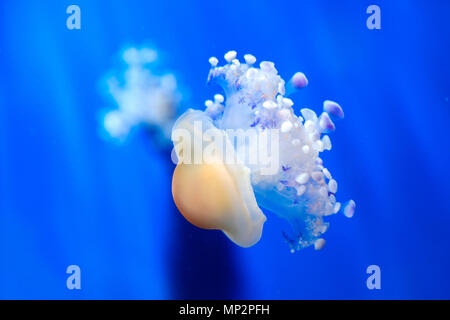 mediterranean jelly fried egg jellyfish cotiloriza little jellies medusa deep blue underwater background Stock Photo