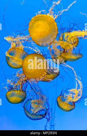 Pacific sea nettles / Chrysaora fuscescens jellyfish, Shanghai Ocean Aquarium, Shanghai, China Stock Photo