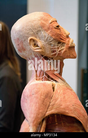 Anatomy of a real human head Stock Photo