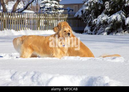 Golden Retrievers Are One Of The Most Beautiful Breeds Of Dogs In The World Stock Photo Alamy