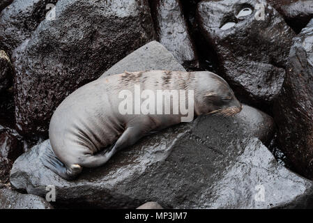 Sea lion laying on a rock on the coast of San Cristobal Island, Galapagos Islands, Ecuador. Stock Photo