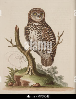 090, 10/29/04, 11:57 AM,  8C, 3026x3796 (380+689), 62%%%%%%%%%%%%%%%%, bent 6 stops,  1/60 s, R72.2, G55.3, B69.2    . Engraving Noctua minima, the Little Owl . 1758.   George Edwards  (–1773)     Alternative names G. Edwards  Description English naturalist and artist  Date of birth/death 3 April 1694 / 3 April 1693 23 July 1773  Location of birth/death Stratford London  Authority control  : Q257668 VIAF: 13086266 ISNI: 0000 0000 7857 403X ULAN: 500029410 LCCN: n85089987 GND: 117497045 WorldCat 932 Noctua minima Stock Photo