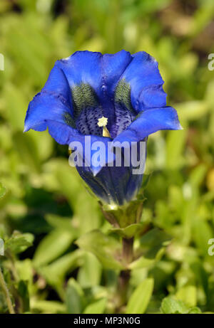 Trumpet or Stemless Gentian - Gentiana acaulis Blue Alpine Flower Stock Photo