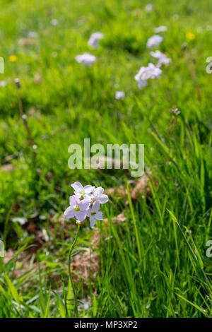 Cardamine pratensis, a flowering plant also known as cuckooflower, lady's smock, mayflower, or milkmaids, growing wild in a park in Warrington, Cheshi Stock Photo