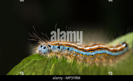 Cute lackey moth caterpillar close-up. Malacosoma neustria. Beautiful hairy larva. Insect with color stripes. Plant pest, green leaf, black background. Stock Photo