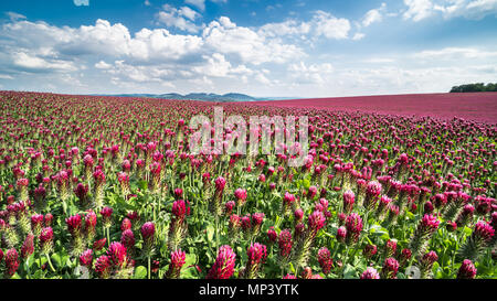 Field of flowering crimson clovers. Italian clover. Trifolium incarnatum.  Beautiful red trefoil. Idyllic view, hills and forest on horizon. Blue sky. Stock Photo