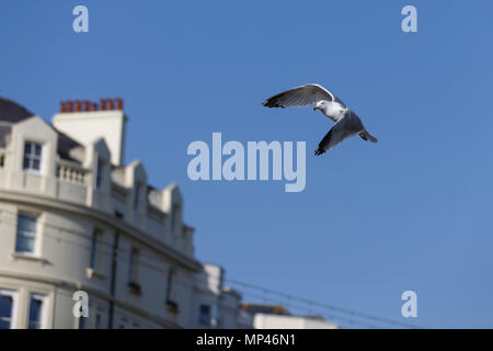 A seagull in flight in front of a blue sky. Brighton, East Sussex, UK. Stock Photo