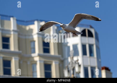 A seagull in flight in front of seafront buildings in Brighton, East Sussex, UK. Stock Photo