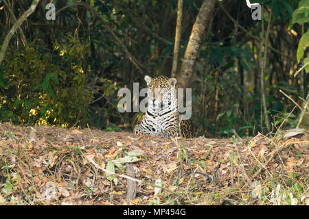 Jaguar on riverbank from Pantanal, Brazil. Wild brazilian feline. Nature and wildlife. Panthera onca Stock Photo