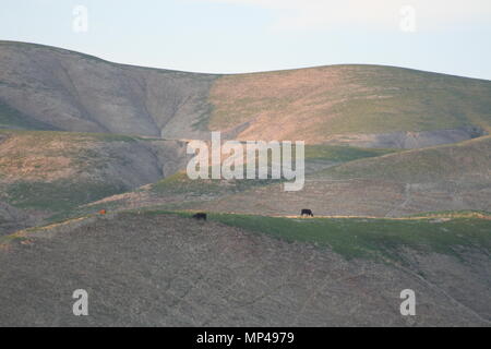 Cows on the hillside, late afternoon in the spring, near Ming Lake, Bakersfield, Kern County, CA. Stock Photo