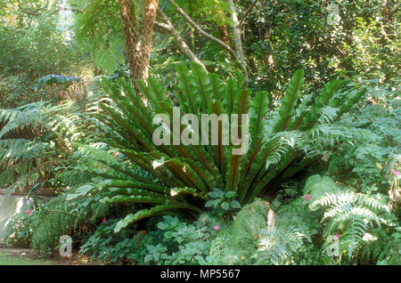 BIRD'S NEST FERN (ASPLENIUM NIDUS) ALSO KNOWN AS CROWS NEST FERN (POLYPODIACEAE) GROWING IN A SUBURBAN GARDEN, SYDNEY, NEW SOUTH WALES, AUSTRALIA. Stock Photo