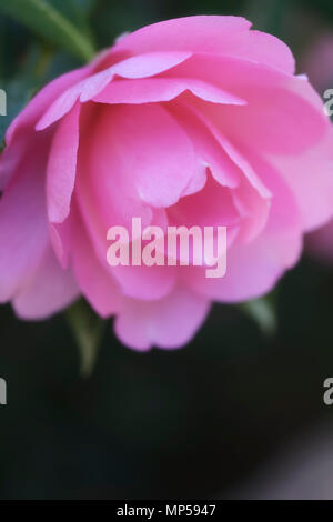 Artistic closeup of Camellia Japonica, Pink Perfection flower, Japanese camelia spring blossom in soft colors Stock Photo