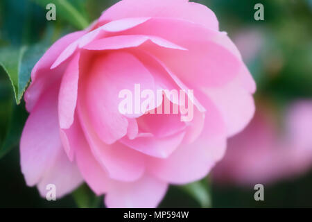 Artistic closeup of a beautiful pink Camellia Japonica, Japanese camelia flower in soft glowing colors Stock Photo