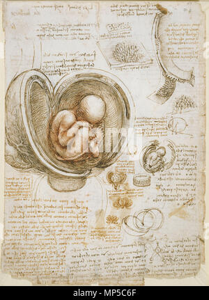 This photograph is issued to end-user media only. Single use only. Photographs must not be archived or sold on.    . Studies of the Foetus in the Womb. circa 1510-13.   Leonardo da Vinci  (1452–1519)       Alternative names Leonardo di ser Piero da Vinci, Leonardo  Description Italian painter, engineer, astronomer, philosopher, anatomist and mathematician  Date of birth/death 15 April 1452 2 May 1519  Location of birth/death Anchiano Clos Lucé  Work period from 1466 until 1519  Work location Florence (1466–1482), Milan (1483–1499), Mantua (1499), Venice (1500), Florence (1500–1506), Milan (150 Stock Photo