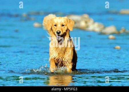 Golden Retriever playing in river, walking in the water focussed. Stock Photo